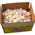 New product High Grade egyptian organic red garlic for sale